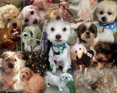 Home Sweet Home Animal Rescue - Pet Shelter and Rescue in Denville, New Jersey