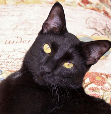 Morgan Le Fay Cat Rescue - Pet Shelter and Rescue in South Orange Village, New Jersey