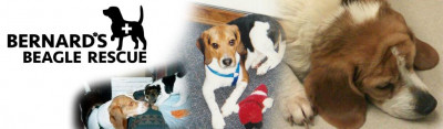 Bernards Beagle Rescue - Pet Shelter and Rescue in Lockport, New York