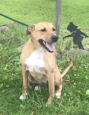 Bradford County Humane Society - Pet Shelter and Rescue in Ulster, Pennsylvania