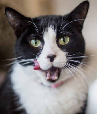 Crème De La Crème Animal Foundation - Pet Shelter and Rescue in Barrington, Illinois