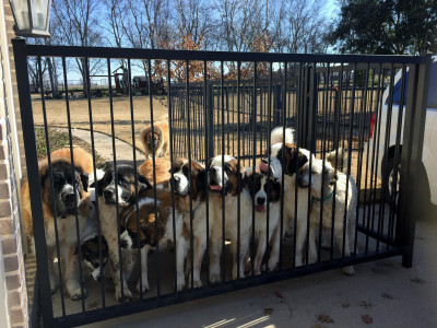 St. Clouds Rescue - Pet Shelter and Rescue in Plano, Texas