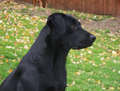 Every Dogs Dream - Pet Shelter and Rescue in Greene, New York