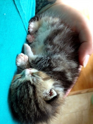 Karols Kats Cat Adoption - Pet Shelter and Rescue in Brewerton, New York