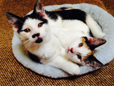 Wayward Paws Inc. - Pet Shelter and Rescue in New Woodstock, New York