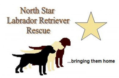 North Star Lab Rescue - Pet Shelter and Rescue in Fayetteville, North Carolina