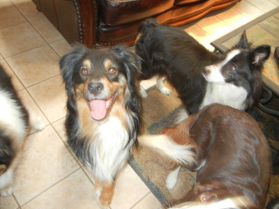 Aussie Border Collie Rescue Of Northern Nevada - Pet Shelter and Rescue in Minden, Nevada