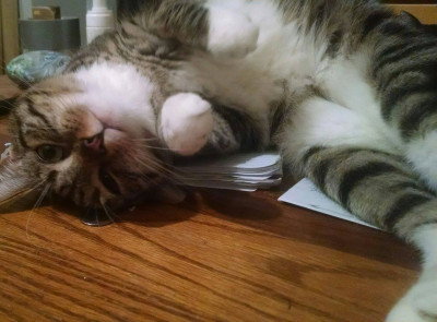 SIBLING AND KITTY ADOPTIONS - Pet Shelter and Rescue