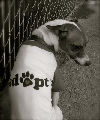 Julias Jungle - Pet Shelter and Rescue in Spokane Valley, Washington