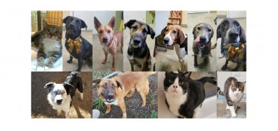 Second Chance Animal Adoption - Pet Shelter and Rescue in Bonners Ferry, Idaho