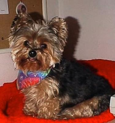 FluffyButts Rescue Resort - Pet Shelter and Rescue in Washington, Iowa