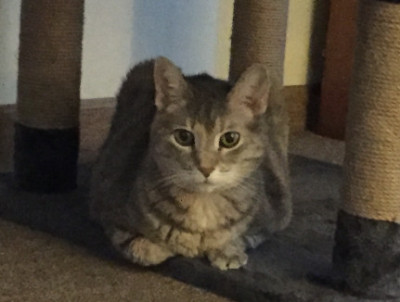 PAWS & More Animal Shelter - Pet Shelter and Rescue in Washington, Iowa