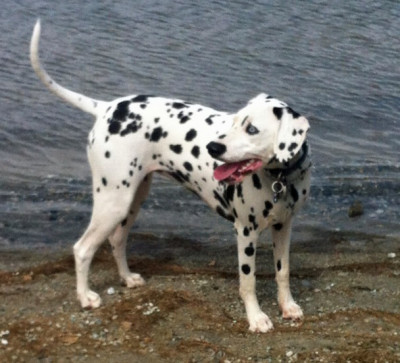 Dalmatian Rescue Of West Los Angeles - Pet Shelter and Rescue in Los Angeles, California