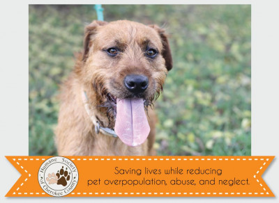 Humane Society Of Cherokee County - Pet Shelter and Rescue in Tahlequah, Oklahoma