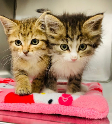 Craig Animal Shelter - Pet Shelter and Rescue in Craig, Colorado