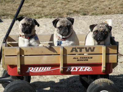 Southwest Idaho Pug Rescue - Pet Shelter and Rescue in Payette, Idaho