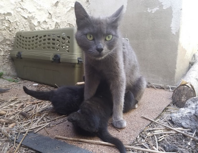 Pet Samaritan Fund - Pet Shelter and Rescue in Millcreek, Utah