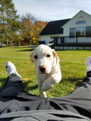 Sadie Mae Foundation - Pet Shelter and Rescue in Bolton, Connecticut