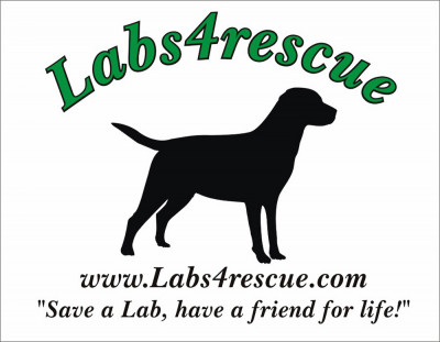Labs4rescue - Pet Shelter and Rescue in Killingworth, Connecticut