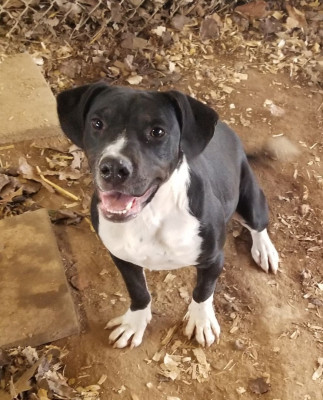 Pickens Animal Rescue Inc - Pet Shelter and Rescue in Talking Rock, Georgia