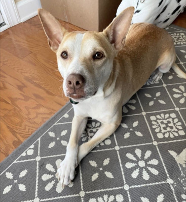 Almost Home Animal Rescue - Pet Shelter and Rescue in Maryville, Tennessee