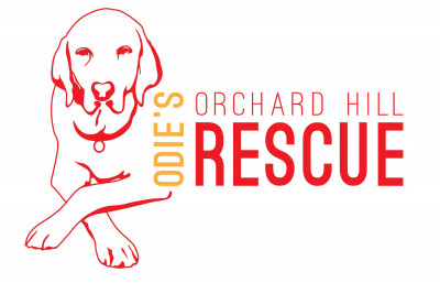 Odies Orchard Hill Rescue - Pet Shelter and Rescue in Simsbury, Connecticut