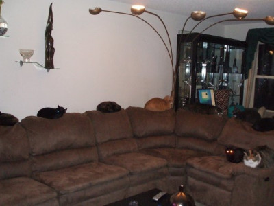 Loyal Paws Rescue & Sanctuary - Pet Shelter and Rescue in Southbury, Connecticut