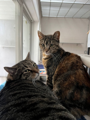 West Milford Animal Shelter - Pet Shelter and Rescue in West Milford, New Jersey