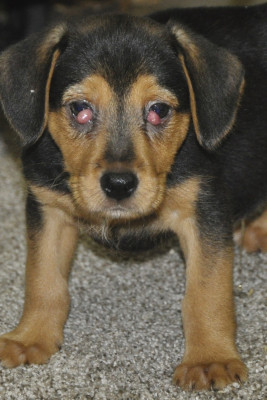 Safe Now Animal Rescue - Pet Shelter and Rescue in Manhattan, Illinois