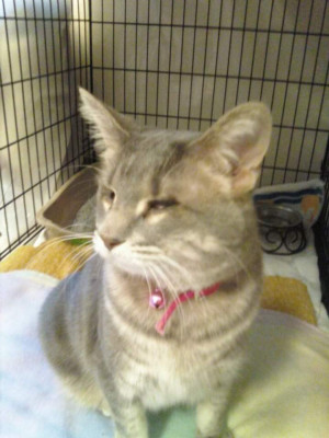 Humane Society Of Richland-Wilkin Counties - Pet Shelter and Rescue in Wahpeton, North Dakota