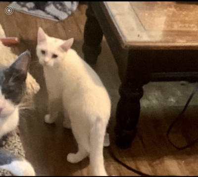 Caring Arms Rescue, Inc - Pet Shelter and Rescue in Torrance, California