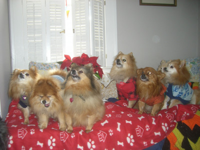 Love Of Animals Rescue - Pet Shelter and Rescue in Mahopac, New York