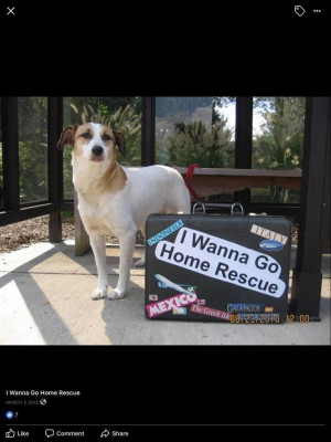 I Wanna Go Home Rescue - Pet Shelter and Rescue in Dyer, Indiana