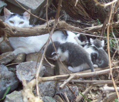 Amazing Animals Rescue And Adoptions - Pet Shelter and Rescue