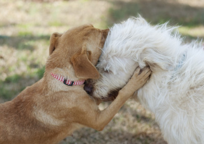 DogGone Shelter Intervention - Pet Shelter and Rescue in Latta, South Carolina