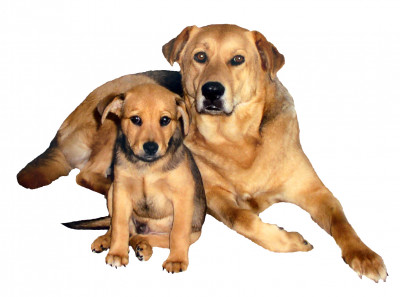 SCT Retrievers - Pet Shelter and Rescue in Torrance, California