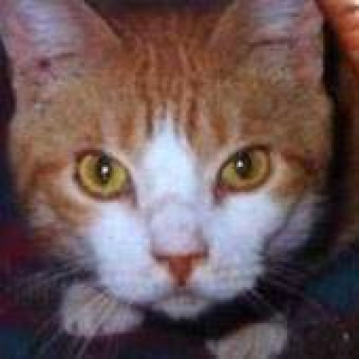 Angel Pets Animal Welfare Society Inc. - Pet Shelter and Rescue in Woodbridge Township, New Jersey