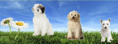 Sparticus Legacy, Inc. - Pet Shelter and Rescue in Melbourne, Florida