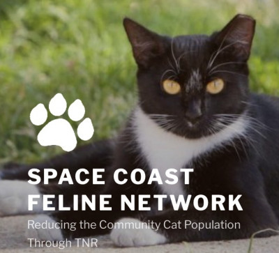 Space Coast Feline Network - Pet Shelter and Rescue in Titusville, Florida