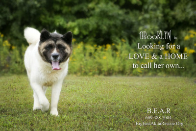 Big East Akita Rescue - Pet Shelter and Rescue in Toms River, New Jersey