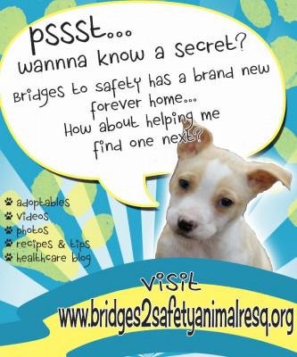 Bridges To Safety - Pet Shelter and Rescue in Lacey Township, New Jersey