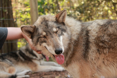 Howling Woods Farm - Pet Shelter and Rescue in Jackson Township, New Jersey