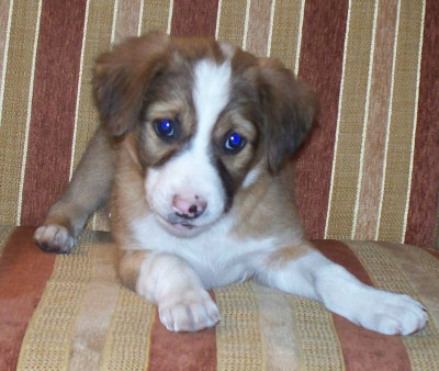 Rescue Without Borders - Pet Shelter and Rescue in Monroe Township, New Jersey