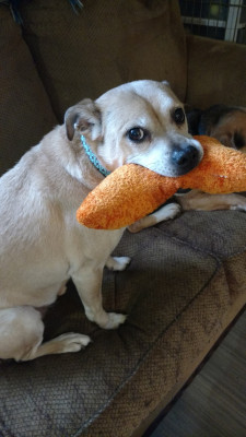 Ark Of Promise Rescue - Pet Shelter and Rescue in Pemberton Township, New Jersey