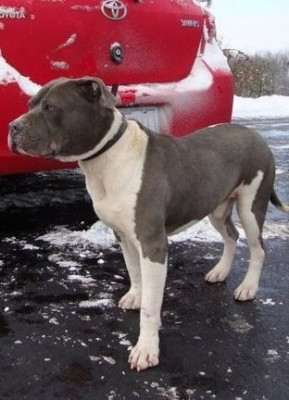 Southern Indiana Rescue Effort - Pet Shelter and Rescue in Tennyson, Indiana