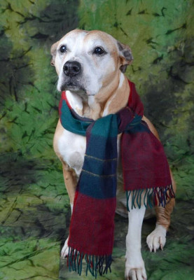 Jeffersonville Animal Shelter - Pet Shelter and Rescue in Jeffersonville, Indiana