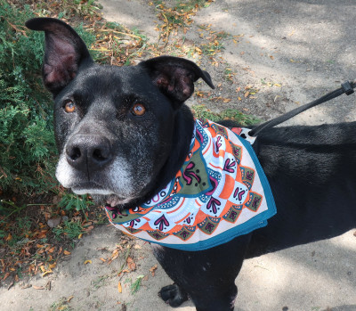 Ottawa Veterinary Hospital - Pet Shelter and Rescue in Ottawa, Illinois