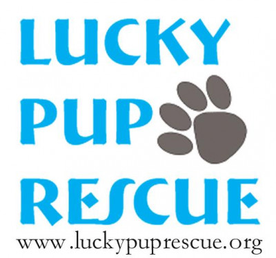 Lucky Pup Rescue - Pet Shelter and Rescue in Arundel, Maine