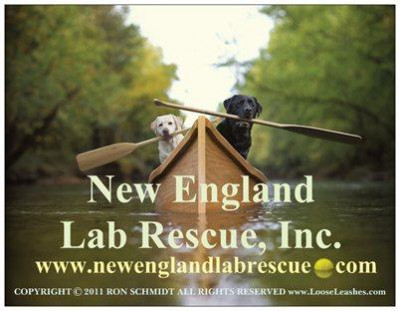 New England Lab Rescue, Inc. - Pet Shelter and Rescue in Limerick, Maine