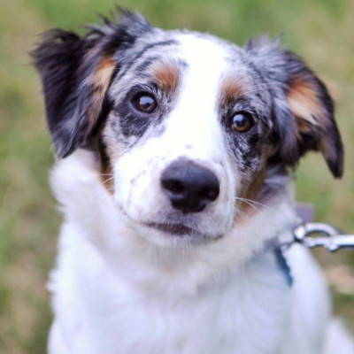 Helping Paws - Pet Shelter and Rescue in Gorham, Maine